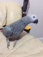 /album/dobrevs-aviary/african-grey2-jpg/